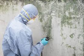 Why You Should Choose Our Mold Remediation Services in La Crescent, MN